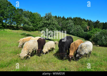 Quelques moutons de différentes races et couleurs paissant dans une prairie. District de Cham, Haut-Palatinat, en Bavière, Allemagne. Banque D'Images