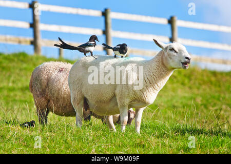 Les pies assis sur un moutons retour Banque D'Images