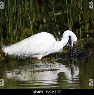 L'Aigrette garzette pêche à gué en eau peu profonde Banque D'Images