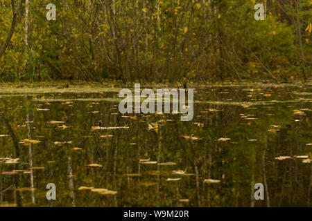 Comme un miroir calme surface de l'eau d'un lac d'automne avec les feuilles tombées et la réflexion d'un flou d'arrière-plan des forêts Banque D'Images