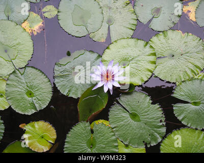 Fleur de Lotus sur le nénuphar, USA, le 6 avril 2019, © Katharine Andriotis Banque D'Images