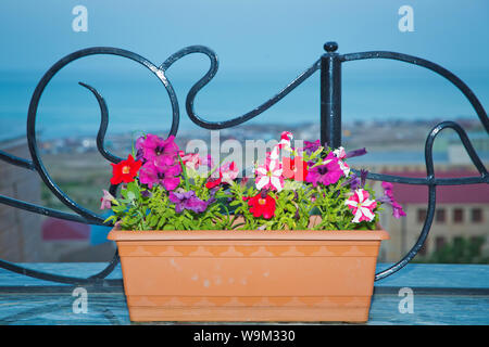 Cyclamen fleurs colorées en pot rectangulaire isolé sur blanc . dans un jardin de fleurs roses fleurs en pot . rectangulaire isolé sur bleu Banque D'Images
