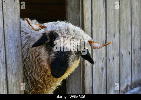 Un Valais museau noir avec des cornes de mouton à la recherche de son stable. Banque D'Images