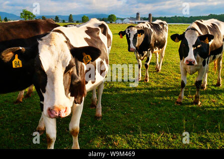 Vaches qui paissent au lever du soleil près de Dayton dans la vallée de Shenandoah en Virginie, USA Banque D'Images