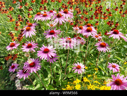 L'échinacée, Echinacea purpurea, aka Hedgehog Coneflower Échinacée pourpre ou de l'Est Banque D'Images