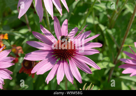 Bumblebee on a l'échinacée (Echinacea purpurea ) - exemple d'une plante pollinisateurs insectes Banque D'Images