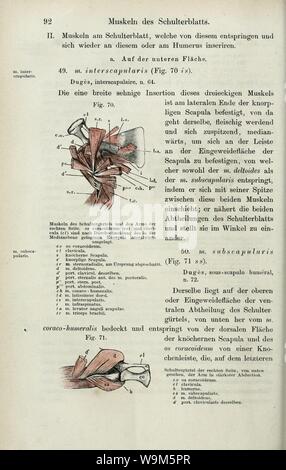 Die pot des Frosches (page 92) Banque D'Images