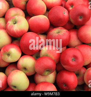 "Découverte" d'Apple, la pomme, le nom de la variété, variétés, farm shop display Banque D'Images