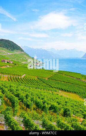 La photographie verticale de beaux vignobles en terrasses sur les pentes du lac de Genève. La Suisse a photographié à la fin de l'été. Village de Riex. Lavaux Banque D'Images