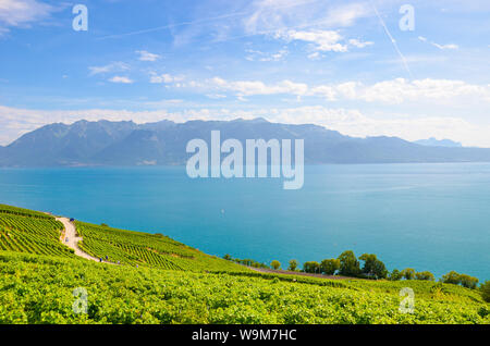 Le lac Léman incroyable entouré de vignes sur pentes adjacentes. Photographié dans la célèbre région viticole de Lavaux, village Riex. Vin Suisse m Banque D'Images