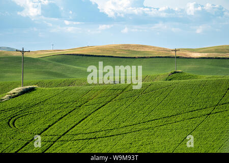 Les terres agricoles et les herbes, à lignes électriques dans la région de Palouse l'État de Washington, près de Colfax, WA Banque D'Images