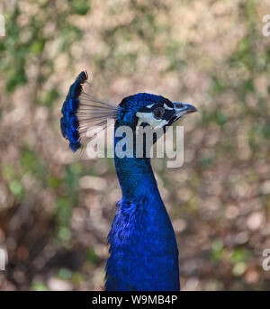 Close up turquoise peacock Tête et cou Banque D'Images