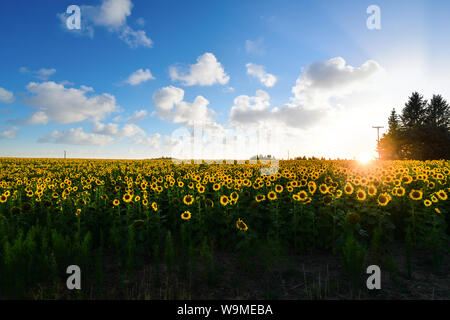 Un grand champ de tournesols en fleurs à côté d'une petite maison de ferme au coucher du soleil dans la zone nord-ouest de l'intérieur de Spokane Washington Banque D'Images