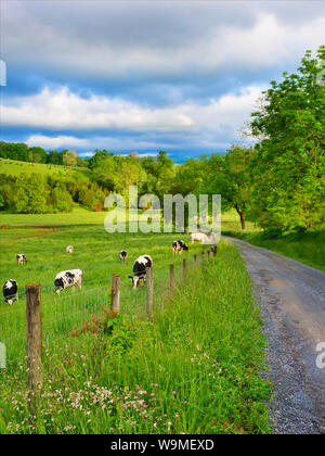Les vaches près de Mossy Creek dans la vallée de Shenandoah en Virginie, USA Banque D'Images