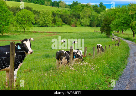Les vaches près de Mossy Creek dans la vallée de Shenandoah en Virginie, USA Banque D'Images