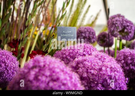 Un alium giganteum mohican rouge plante jardin jardinage Jardins plantes Banque D'Images