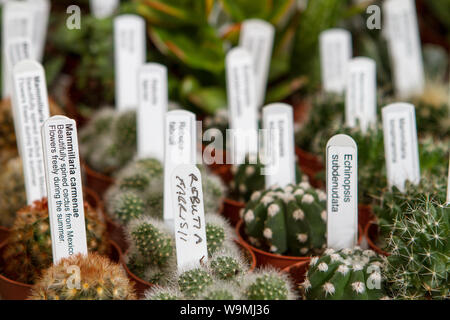 Mammillaria Carmenae cactus succulent. Jardin plantes de jardinage étiquetés, les jardins nommés Banque D'Images