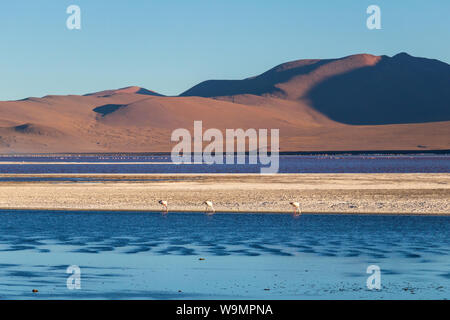 La Laguna Colorada, Red Lagoon salt lake peu profond dans le sud-ouest de l'Altiplano de Bolivie, au sein de la faune andine Eduardo Avaroa Réserve Nationale Banque D'Images