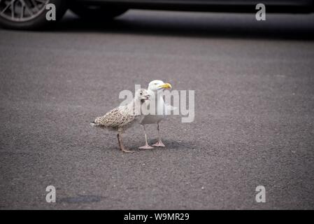 Un adulte Goéland argenté (Larus argentatus) montrant sa progéniture comment 'travail' de la file de voitures pour l'alimentation au contrôle des frontières du Royaume-Uni à Eurotunnel Banque D'Images