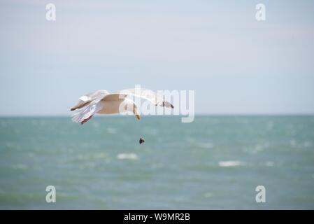 European Herring Gull (Larus argentatus) : une mouette gouttes à plusieurs reprises une moule à partir de la hauteur jusqu'à ce que la coquille se casse permettant l'accès à l'intérieur de la chair Banque D'Images