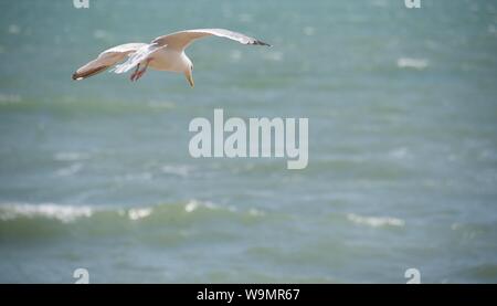 European Herring Gull (Larus argentatus) : une mouette gouttes à plusieurs reprises une moule à partir de la hauteur jusqu'à ce que la coquille se casse permettant l'accès à l'intérieur de la chair Banque D'Images