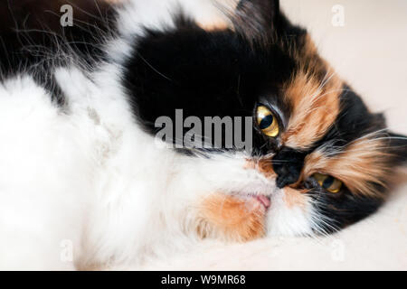 Close-up d'un beau chat persan femelle tricolore portant sur le côté Banque D'Images