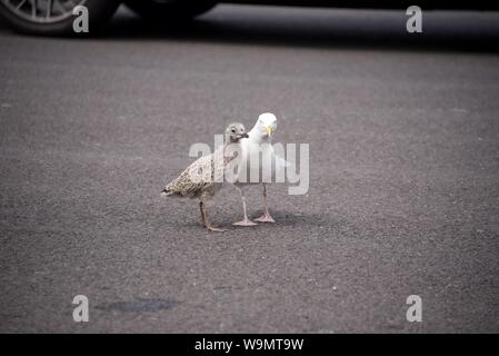 Un adulte Goéland argenté (Larus argentatus) montrant sa progéniture comment 'travail' de la file de voitures pour l'alimentation au contrôle des frontières du Royaume-Uni à Eurotunnel Banque D'Images