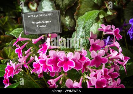 Un streptocarpus caitlin jardin jardinage plantes gardens Banque D'Images