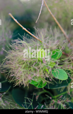 Fleurs poilues d'un arbre d'une perruque ; Prunus serrula, Anacardiaceae Banque D'Images