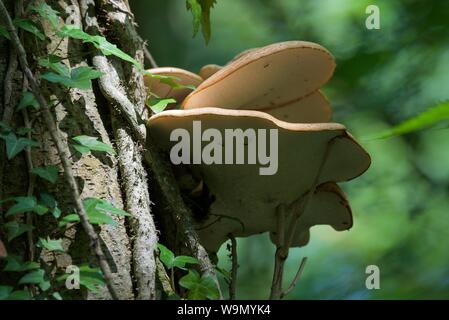 La dryade selle (Cerioporus squamosus) : une grappe de braket champignon poussant dans un bois français Banque D'Images