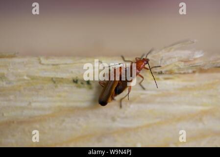 Soldat rouge commun beetle (Rhagonycha fulva) : une paire de l'accouplement soldat rouge de coléoptères sur une longueur de pine sawn rugueux Banque D'Images