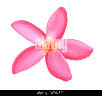 Belle Plumeria rubra Linn sur fond blanc Banque D'Images