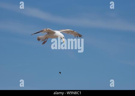 European Herring Gull (Larus argentatus) : une mouette gouttes à plusieurs reprises une moule à partir de la hauteur jusqu'à ce que la coquille se casse permettant l'accès à l'intérieur de la chair Banque D'Images