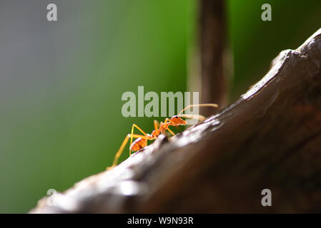 Comité permanent d'action ant on tree branch / Close up fourmi de feu à pied dans la nature de l'insecte macro shot red ant est très petit focus sélectif et l'espace libre Banque D'Images