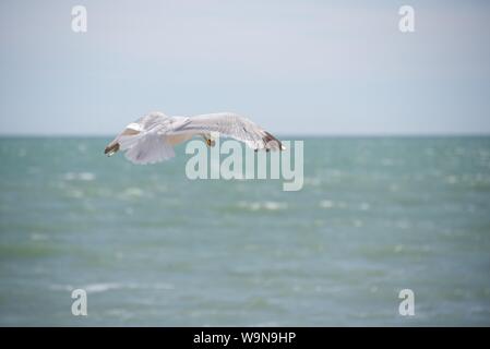 European Herring Gull (Larus argentatus) : une mouette gouttes à plusieurs reprises une moule à partir de la hauteur jusqu'à ce que la coquille se casse permettant l'accès à l'intérieur de la chair Banque D'Images