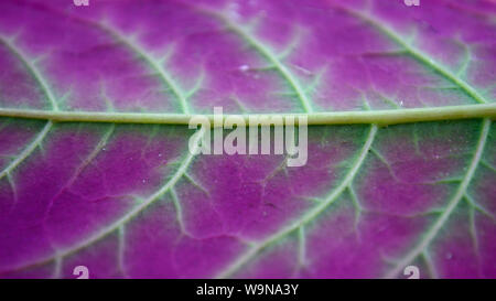 La couleur du phytolaque (pokeweed), Phytolacca decandra macro Banque D'Images