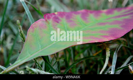 Couleur de feuilles du phytolaque (pokeweed), Phytolacca decandra Banque D'Images