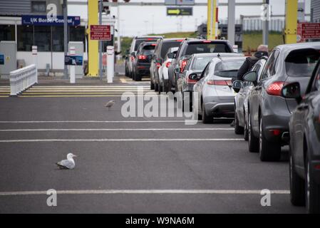 Coquelles, Hauts-de-France/France-July 19 2019 : un goéland adultes montrant sa progéniture comment 'travail' de la file de voitures pour l'alimentation à Eurotunnel Banque D'Images