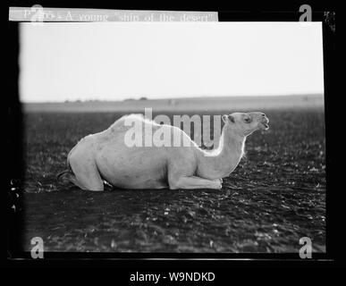 Vie bédouine en Transjordanie. Un jeune chameau blanc Banque D'Images