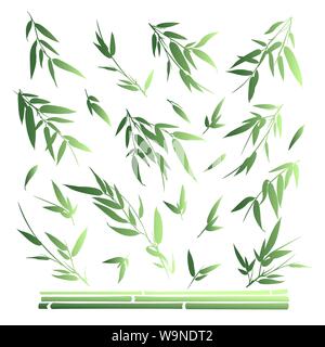 Branches de bambou isolé sur fond blanc. Illustration de Vecteur