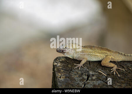 Homme anole lizard flâner sur un poste en bois avec une bouche blessés Banque D'Images