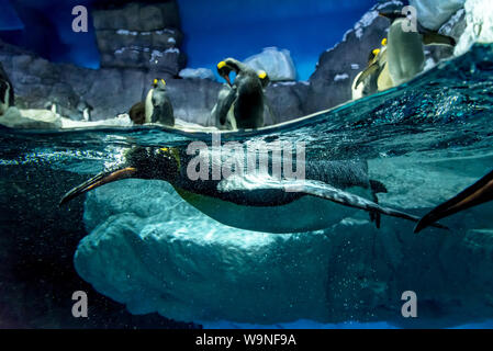 Une famille de pingouins dans l'aquarium Banque D'Images