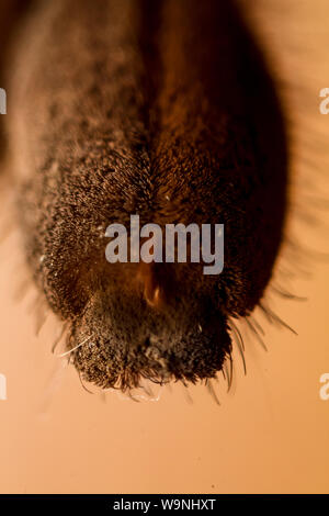 Macro extrême d'une tarentule, araignée paw close-up Banque D'Images