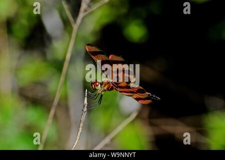 Dragonfly resting on twig Banque D'Images