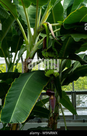 Bananes vertes poussent sur le bananier au pavillon du jardin botanique Banque D'Images