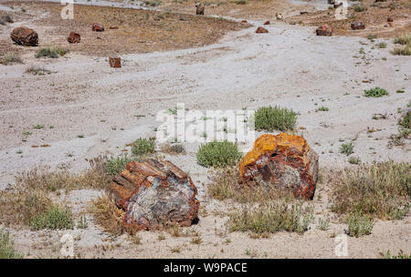 Grumes, bois pétrifié Petrified Forest National Park, Arizona, États-Unis d'Amérique. Painted Desert landscape, jour de printemps ensoleillé Banque D'Images