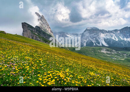 Fleurs sauvages qui poussent sur le côté de la montagne de Seceda dans les Dolimites italiennes des Alpes Banque D'Images