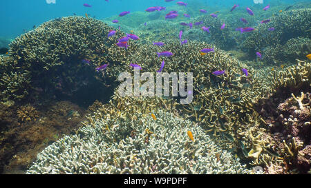 Poissons tropicaux et de coraux à la plongée. Beau Monde sous-marin avec les coraux et les poissons. Camiguin, Philippines. Banque D'Images