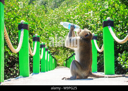 Un Singe assis au milieu Bridge Holding Boire de l'eau de la bouteille Banque D'Images