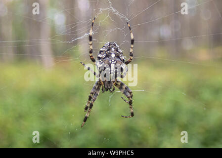 Spider Cross,Baie de Botnie, l'Ostrobotnie du Nord, l'île de Hailuoto, Finlande Banque D'Images